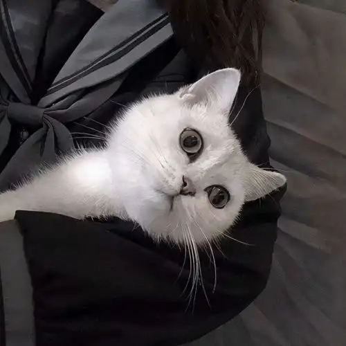 抱猫姿势千千万,学会正确抱猫,才能避免受伤