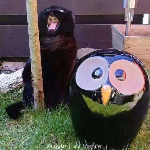 可爱的沙雕头像教你怎样和内向的女孩子谈恋爱