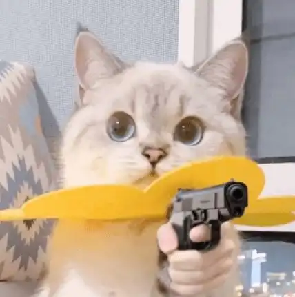 猫咪表情包来袭,注意查收