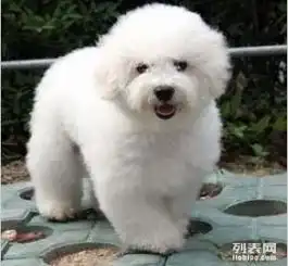 比熊犬舍比熊价格比熊图片比熊犬多少钱专业繁育