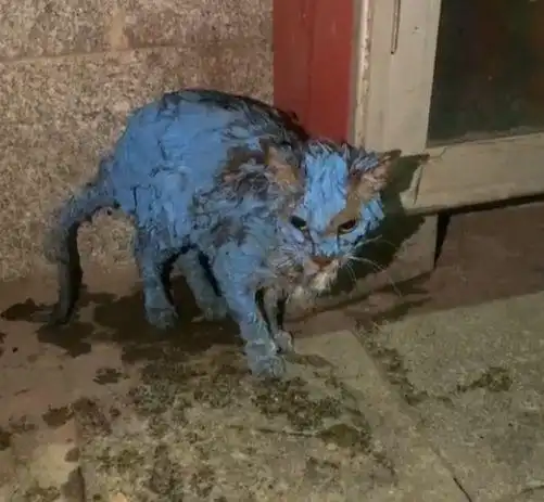 女生和蓝猫头像