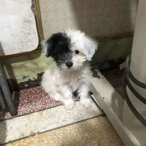 小奶狗被主人丢到路边,女孩想要收养,路人阴阳脸不吉利