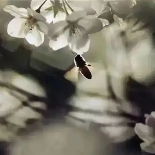 2019上海樱花节今天开幕,顾村公园美出新高度现场实拍