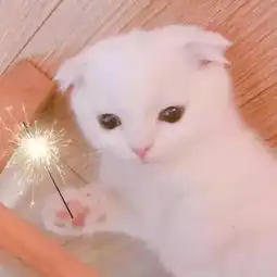 呆萌系列头像睡相