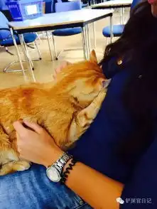 治愈系的猫咪女生头像宠