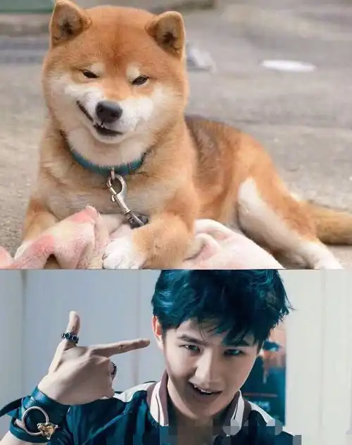 网友总结的各动物系明星长相,除了犬系猫系,原来还有小鸟系