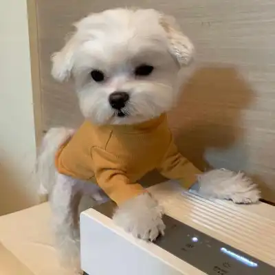 萌狗头像呆萌狗狗图片头像可爱