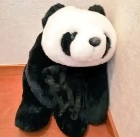狼系女生头像头像