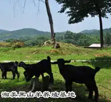 黄页88高清图片