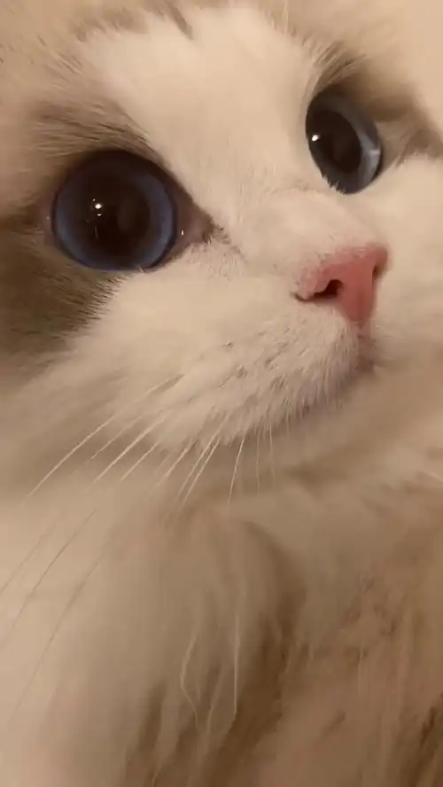 猫咪系列听说猛男都好这口第57期视频