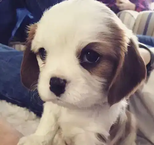 呆萌小动物头像