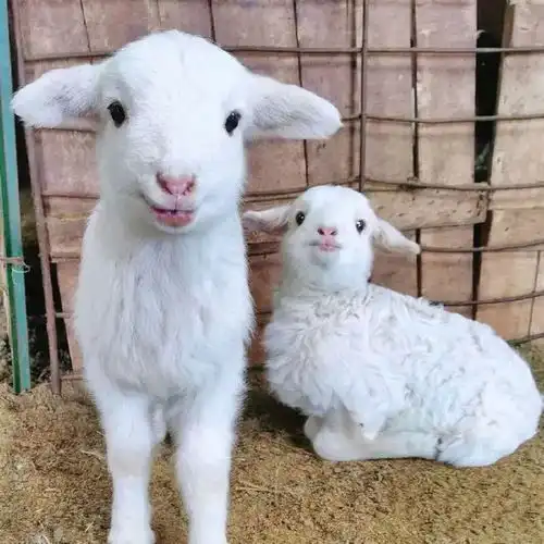 神图到底是谁的问题