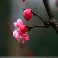 傲雪寒梅高清头像图片