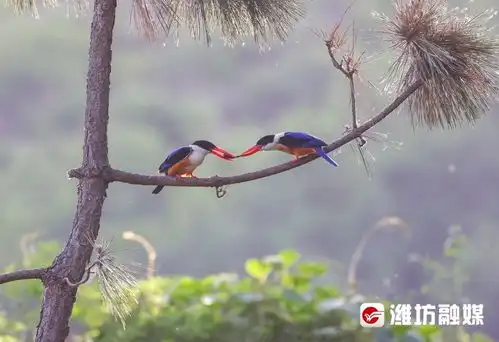 追鸟甜度超标又一对情侣牵手成功