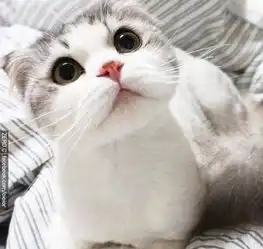 猫系唯美背景图,自由自在迷人可爱,点赞拿走不谢