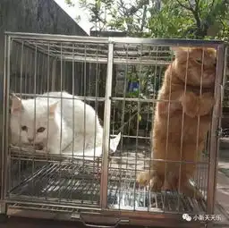 搞笑gif睡觉前和老婆说你想玩情趣游戏,第二天你下班回家打开门