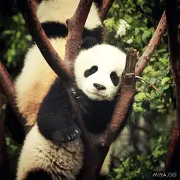 成都,喝茶遛街唠嗑吃著串串逗熊猫