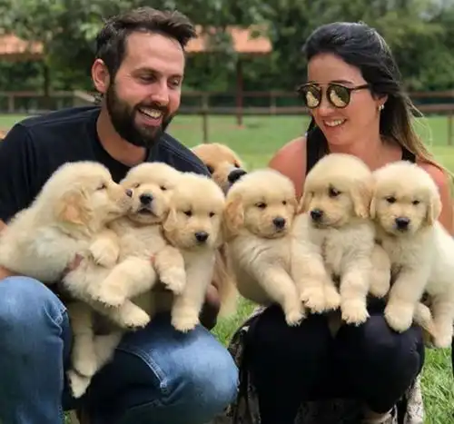 金毛妈妈生下一窝宝宝,主人给它拍全家福,脸上挂着灿烂的笑容