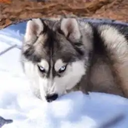 傻萌哈士奇头像搞笑图片搞笑二哈头像