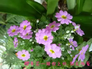 求几张樱草花.鸢尾花.满天星.紫色曼陀罗的的图片,而且右下角要有花语及花名