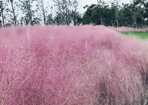 除了登高,更有国际灯光节啤酒节户外音乐季少女心爆棚的粉红花海这个周末出发吧