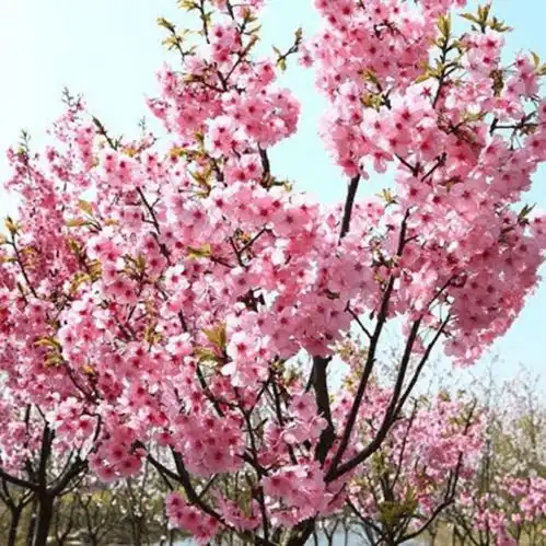 阳光樱简介阳光樱形态特征彩叶樱花系列之阳光樱