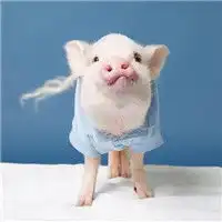 可爱头像大全可爱头像卡通可爱头像男生女生腾牛个性网