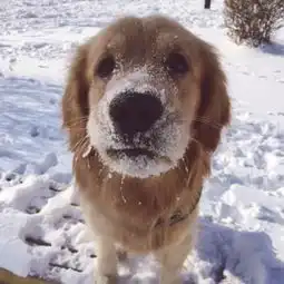 宠物雪中帅狗萌宠视频金毛大款的美拍