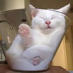 猫咪竟然爱玩捆绑,铲屎官原来你是这种猫
