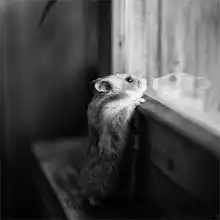 治愈系萌物温暖你心