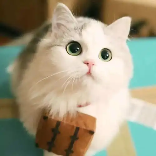 fm轻大之声那天,我是全世界的宠儿