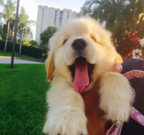 微信头像高清金毛