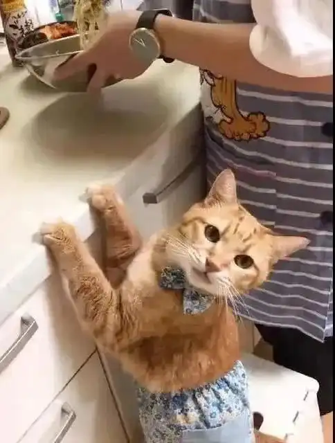 橘猫系上小围裙在厨房帮忙,真的很认真