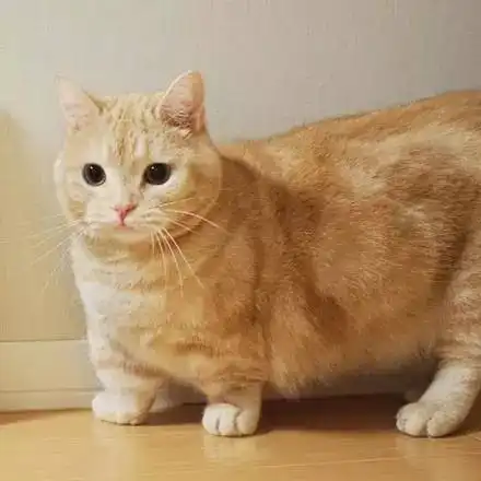 给爱猫买了个熊本小娃娃之后,爱不释手,那抱紧的模样,萌哭了...