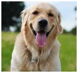 金毛热情又聪明,有时反而成缺点,这样训练狗狗听话主人更轻松