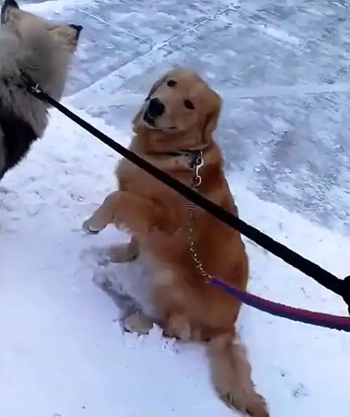 金毛跟主人回北方老家,在雪地上冻得站不起来,主人的举动暖心了