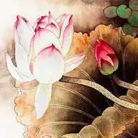 莲花头像图片大全大图禅意粉红色莲花头像图片