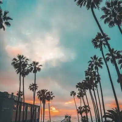 棕榈树系列背景图来一场棕榈树微信头像我要个性网