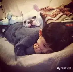 你不知道的狗狗系列斗牛犬暖男养成篇