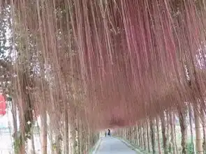 新晋网红景点广州旁边竟有一片粉色田野,萌到少女心酥炸