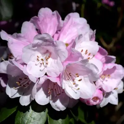 好看的杜鹃花微信头像,适合妈妈的微信头像中老年都可以