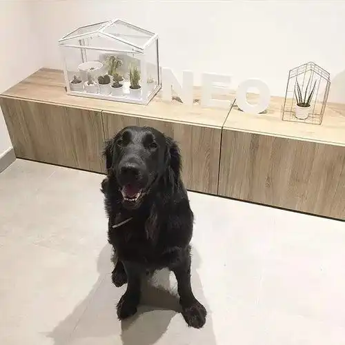 黑系头像可爱金毛