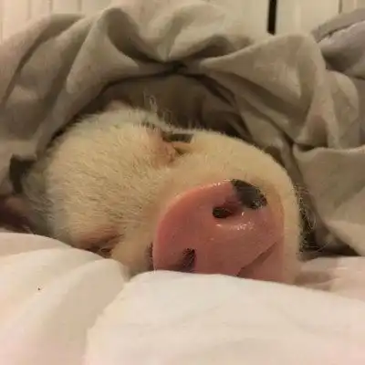 好看但有病的头像,欲罢不能