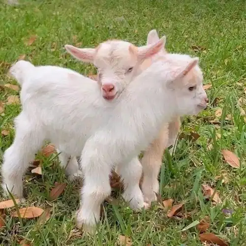 都是期待的治愈系可爱头像集