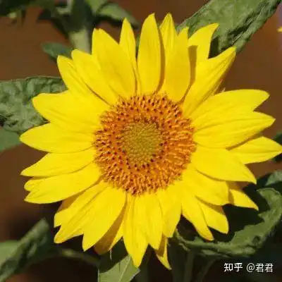 向日葵头像向日葵之所以幸福是因为时刻都微笑着面对阳光