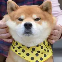 可爱小狗狗情侣头像微信头像图片大全