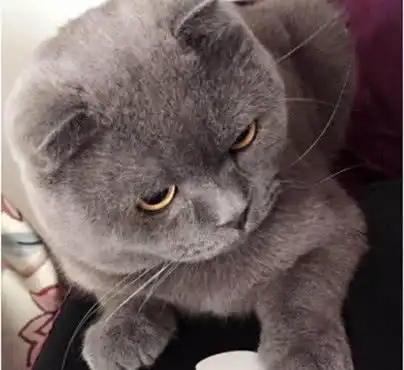 女孩养了一只小灰猫,半年不到完全大变样,再见时男友被吓懵了