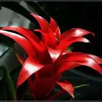 微信凤梨花头像高清凤梨花花朵图片大全