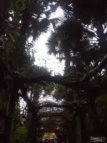 感受雨林的热情