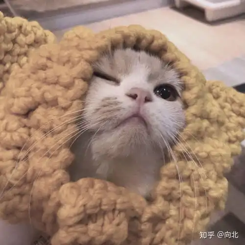 如何看待任嘉伦粉丝手撕欢瑞而登上热搜